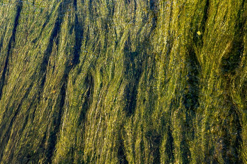 Water grass by george vogelaar