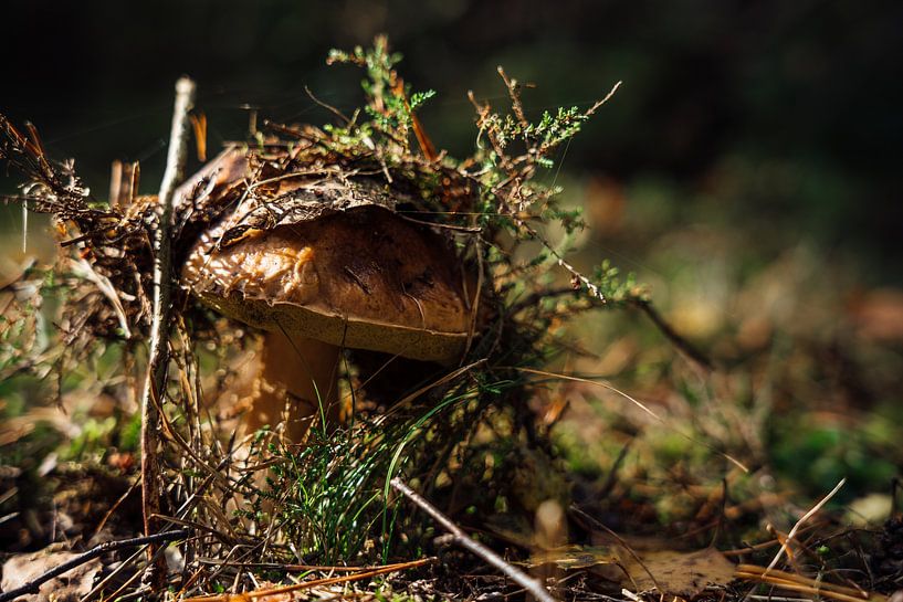 Mushroom with moss. by iwan faber