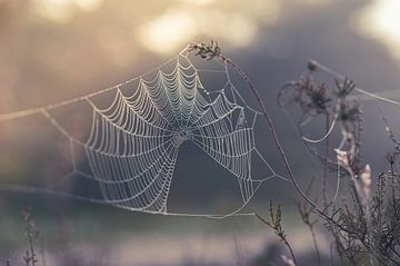 pastel spinnenweb van Tania Perneel