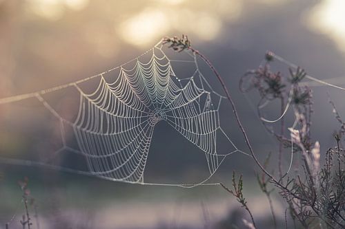 pastel spider web