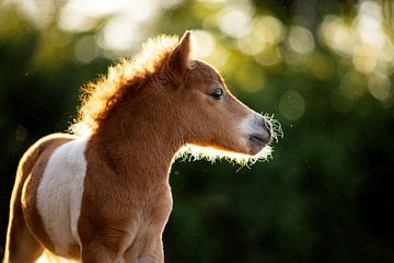 shetland pony veulentje in de zomer van Lotte van Alderen