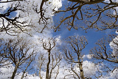 The sky is the Limit