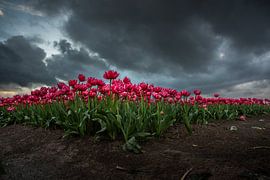 Rote/rosa Tulpen von Rianne Kugel