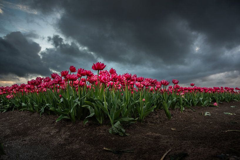 Red/pink tulips by Rianne Kugel