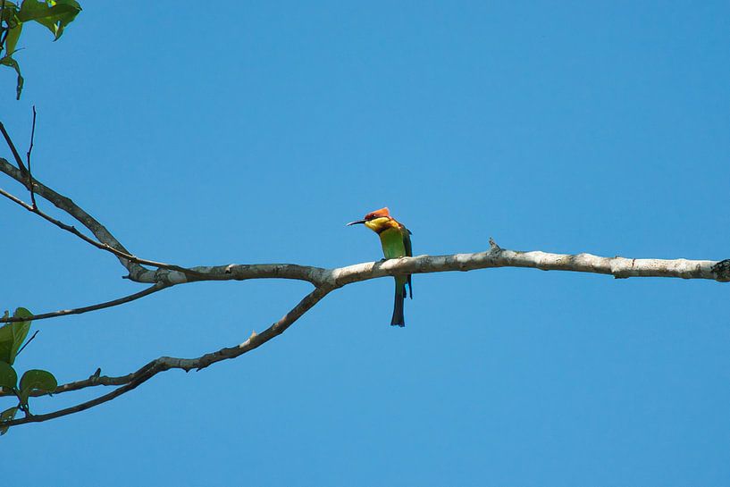 Bijeneter in India Foto 2. Bestel max 120 van Natuurpracht   Kees Doornenbal