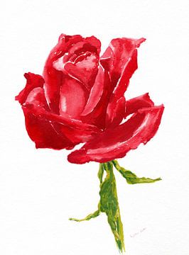 Rode roos aquarel schilderen van Karen Kaspar
