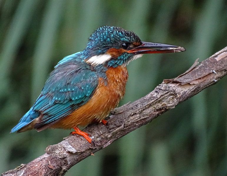 Common Kingfisher. by Robert Moeliker
