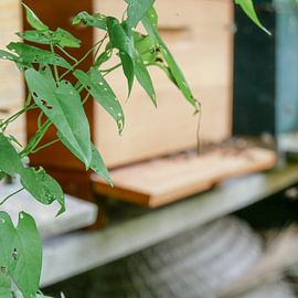 Utrecht - Bienenstock-Hintergrund von Wout van den Berg