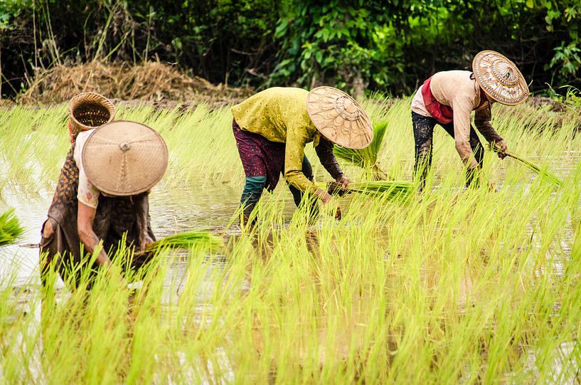 Les plants de riz dans les montagnes près de Hsipaw, Myanmar par Sven Wildschut