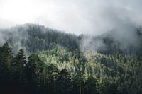Light shining through foggy forest full of pinetrees