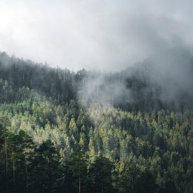 Licht schijnt op mistig dennenbos in het zwarte woud van Lennart ter Harmsel