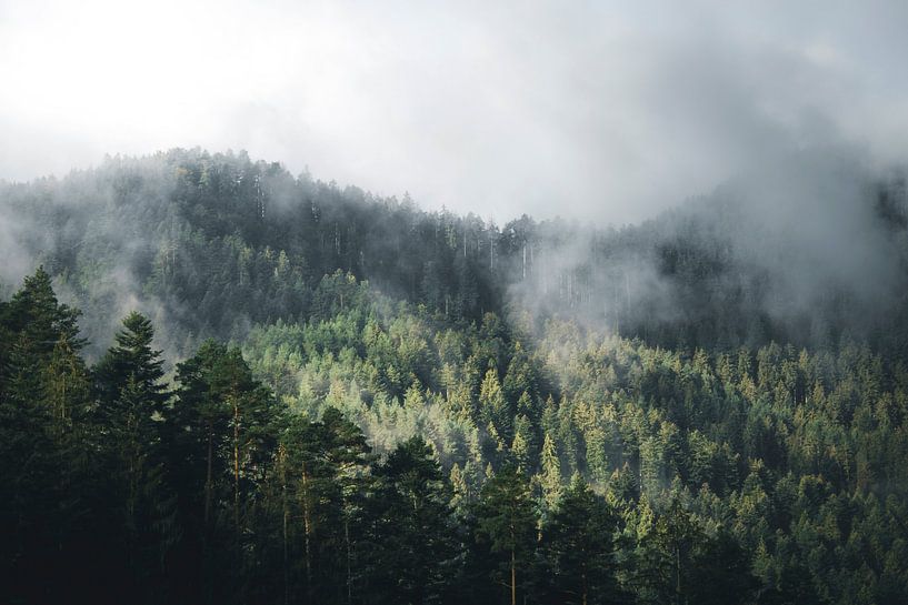 Licht scheint auf nebligen Kiefernwald im Schwarzwald von Lennart ter Harmsel