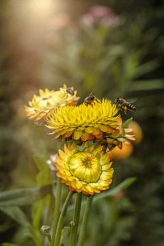 Bienen auf Blumen von Ribbi