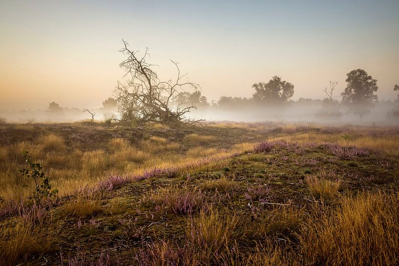 Strabrechtse Heide by Rob Boon