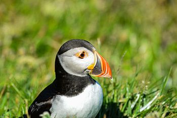 Puffin d'Écosse
