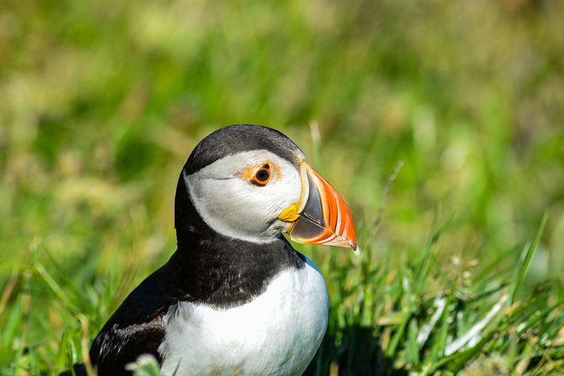 Puffin Scotland by Kees Ham