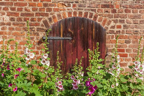 Blühende Stockmalven vor einem Tor 