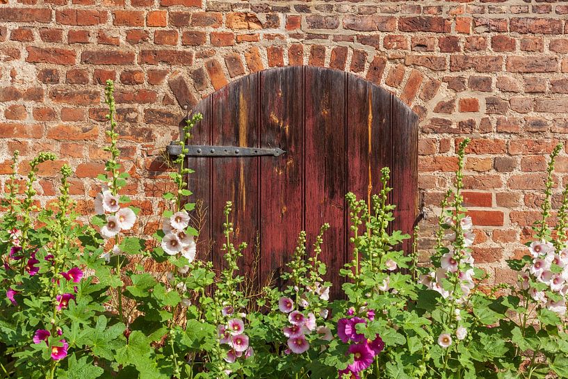 Blühende Stockmalven vor einem Tor  von Torsten Krüger