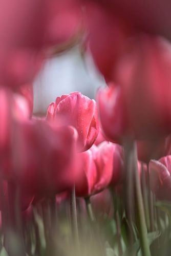 Un printemps de rêve