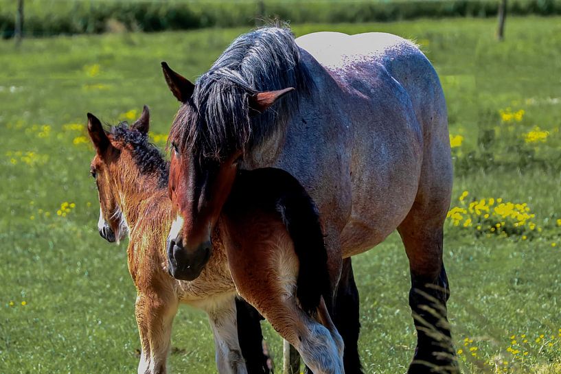 mare hugs her foal by foto by rob spruit