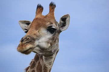 Giraffe von Pim van Galen
