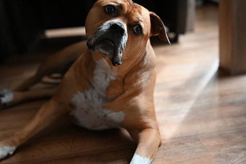 Brown stafford dog lying on the floor in the house
