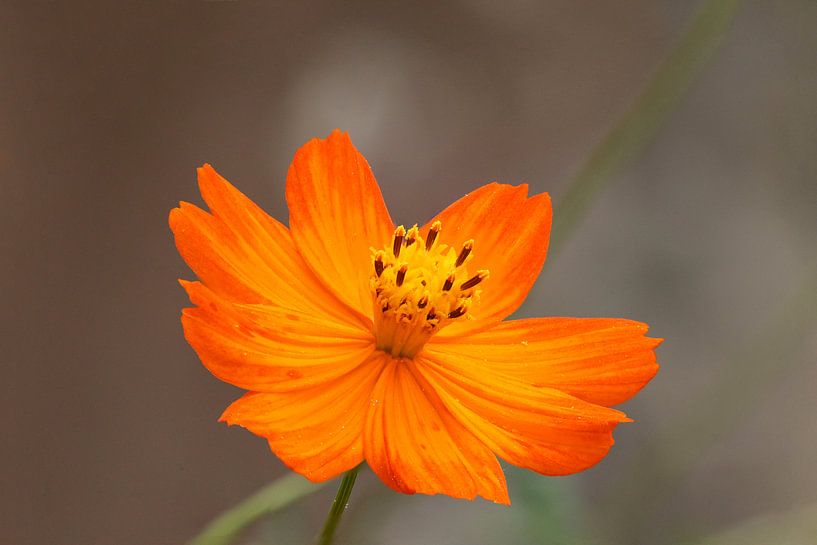 marigold by Erich Werner