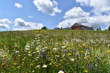 Un champ en fleur sous un ciel bleu sur Claude Laprise