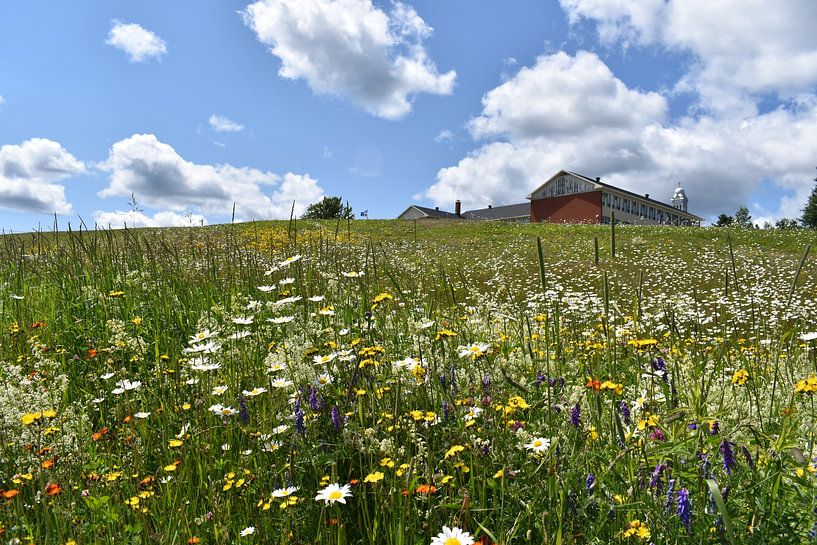 A field in bloom under a blue sky by Claude Laprise