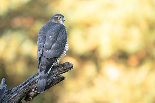 Sperber auf dem Uitkijk: Natur im Fokus