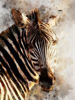 zebra