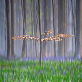 Arbre photogénique dans un paysage de jacinthe d'eau sur This is Belgium