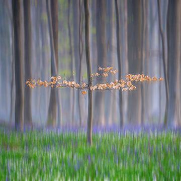 Fotogeniek boompje in hyacinten landschap van This is Belgium