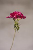 Bloem