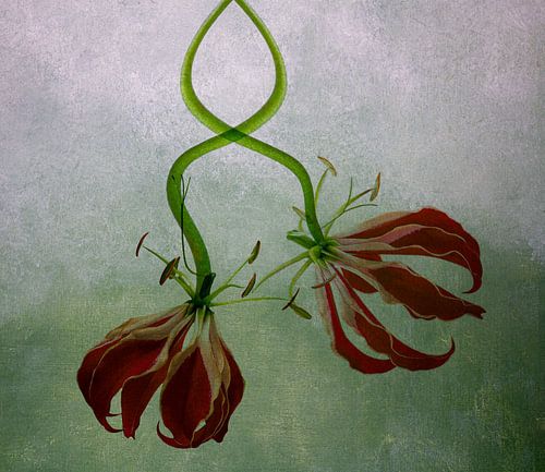 Gloriosa Tapete