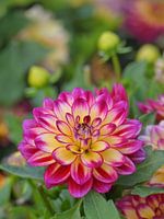 Kleurrijke Dahlia in bloei