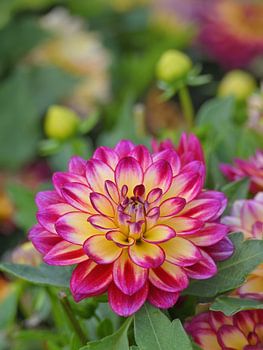 Bunte Dahlie in voller Blüte