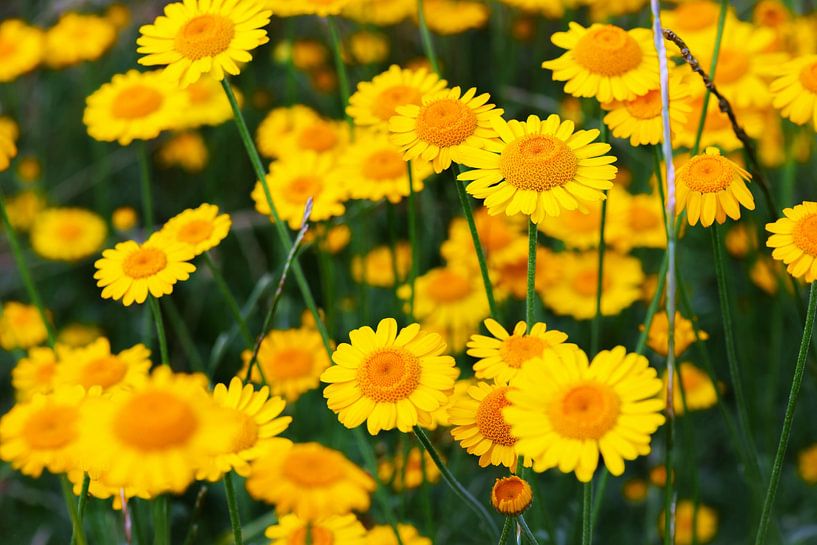 Yellow chamomile flower by Chi