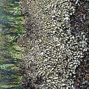 moules et algues sur une balise par Hanneke Luit Aperçu