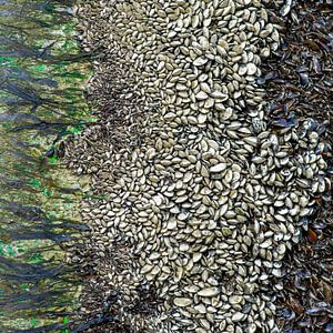 Muscheln und Seetang auf einer Bake