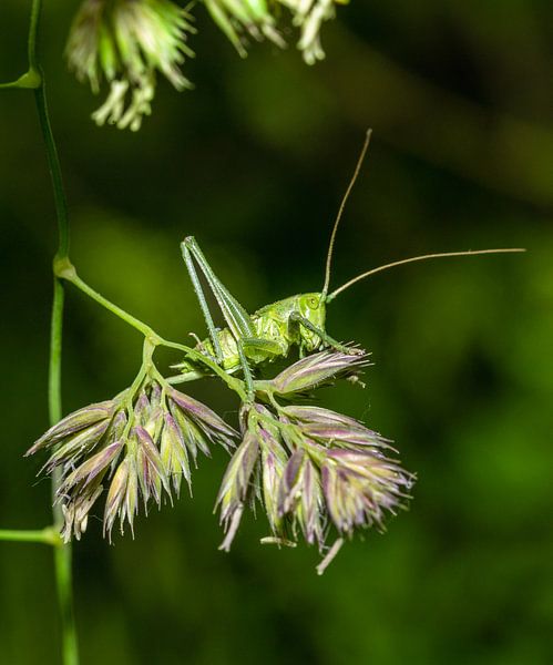 Grasshopper by Hans-Bernd Lichtblau