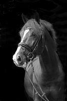 Hengst