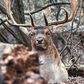 Deer by Nienke Bot