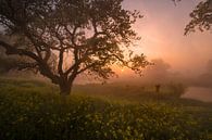 A fairytale sunrise by the rapeseed by Moetwil en van Dijk - Fotografie thumbnail