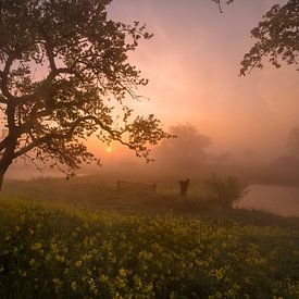 Een sprookjesachtige zonsopkomst bij het koolzaad van Moetwil en van Dijk - Fotografie