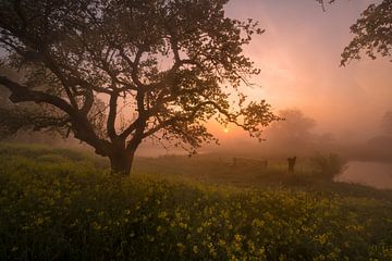A fairytale sunrise by the rapeseed