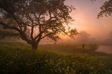 Een sprookjesachtige zonsopkomst bij het koolzaad