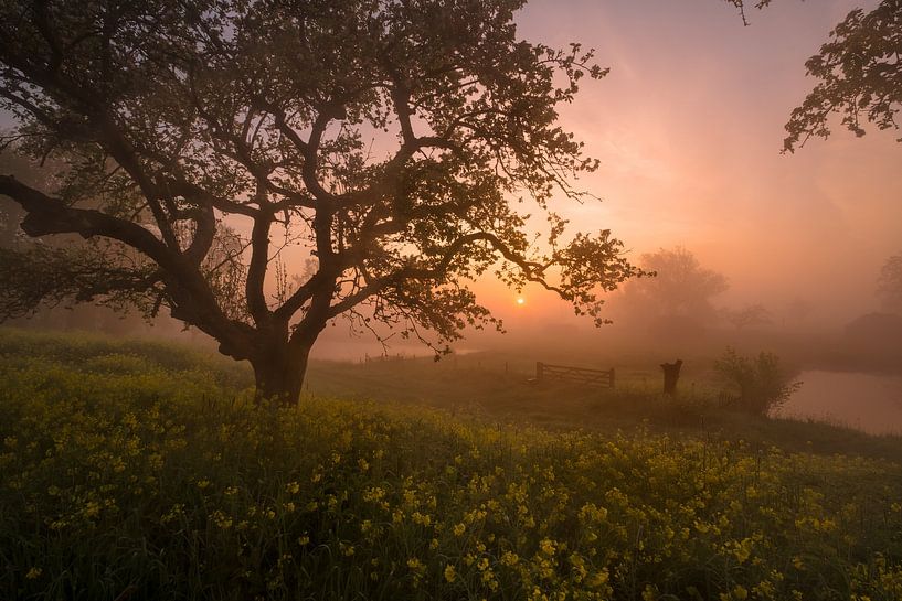 A fairytale sunrise by the rapeseed by Moetwil en van Dijk - Fotografie