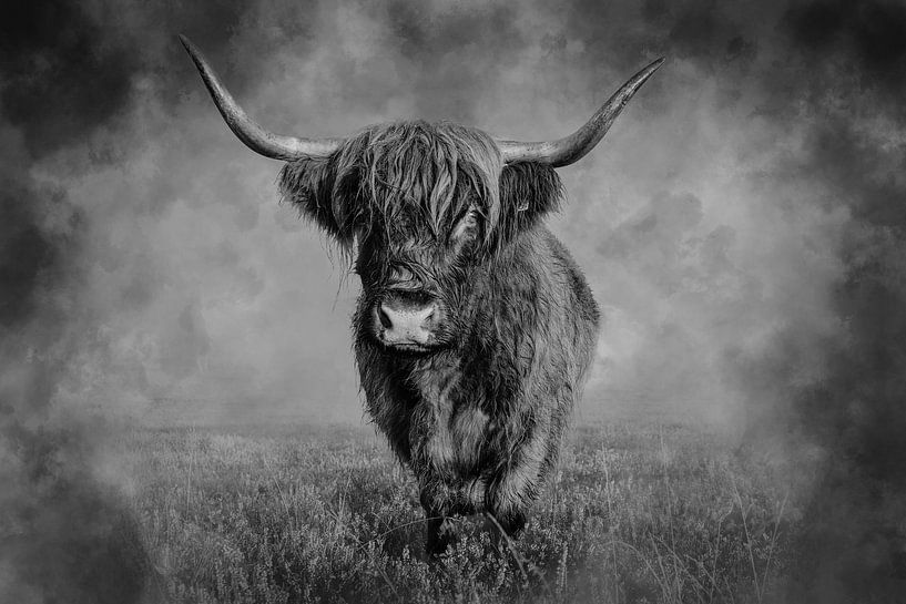 Scottish highlander on the moors in black and white. by Janny Beimers