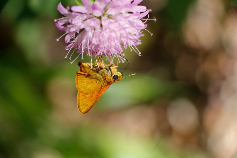 butterfly by Christel Smits